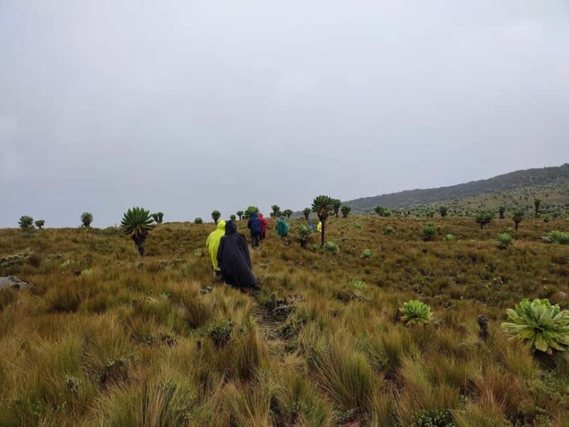 Aberdares: Seven Ponds Guided Hike with Views - FAQ