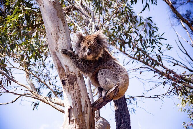 Abseiling Adventure in Adelaide - A Detailed Look at the Adelaide Abseiling Tour