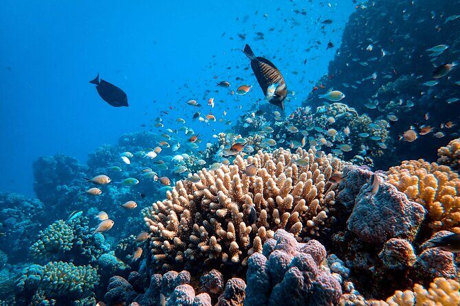 Abu Dabbab Beach Full Day Trip with Turtles - Key Points