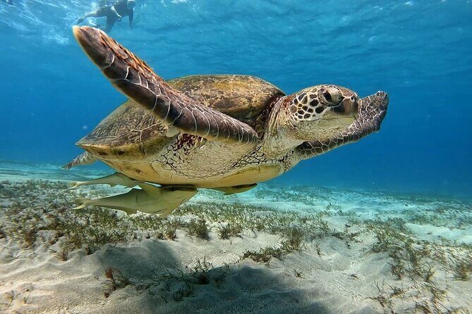 Abu Dabbab Beach Full Day Trip with Turtles - Why This Tour Excels