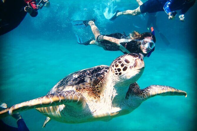 Abu Dabbab Beach Full Day Trip with Turtles - Practical Tips for the Best Experience