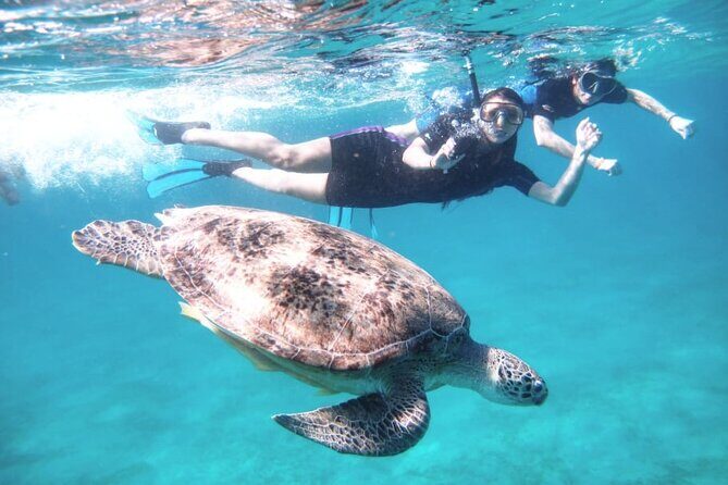 Abu Dabbab Beach Full Day Trip with Turtles - Who Will Love This Tour?