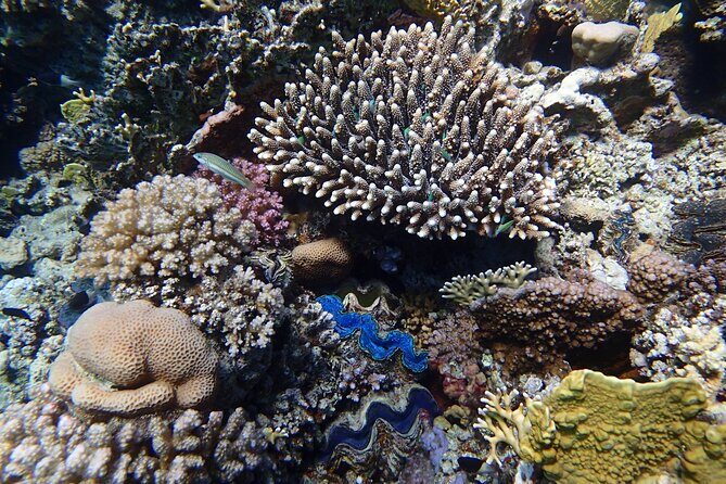 Abu Dabbab Beach Full Day Trip with Turtles - The Sum Up: Is This Tour Worth It?
