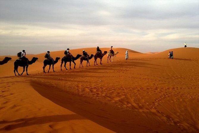 Abu Dhabi City Tour with Desert Safari Adventure - Who Will Love This Tour?