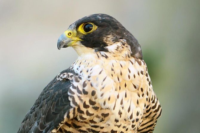 Abu Dhabi Falcon Hospital Tour - What the Reviews Say