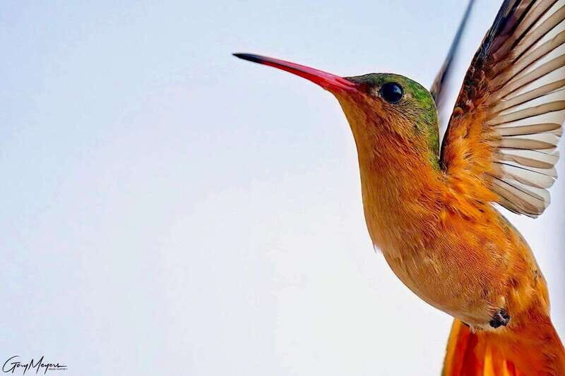 Acapulco: Early Birding Feathered Wonders with Breakfast - Key Points