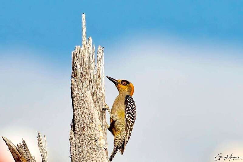 Acapulco: Early Birding Feathered Wonders with Breakfast - An In-Depth Look at the Tour Experience