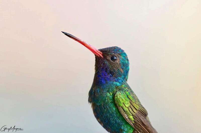 Acapulco: Early Birding Feathered Wonders with Breakfast - Practical Details & Tips