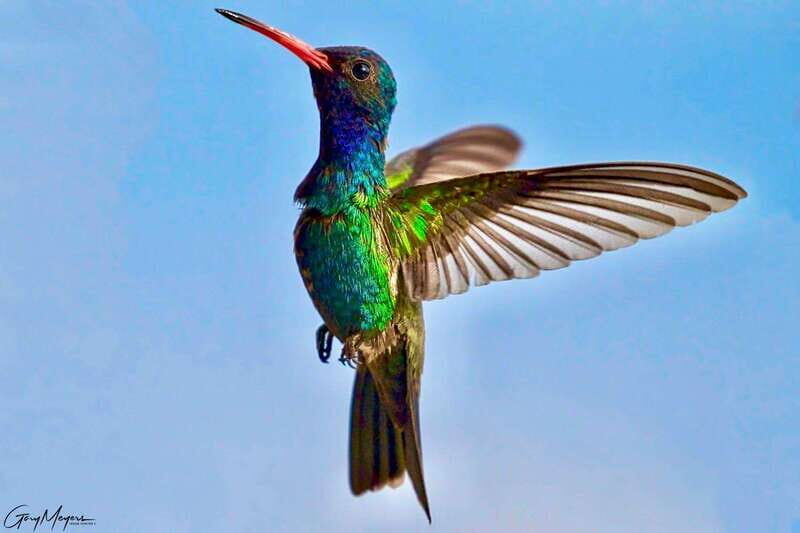 Acapulco: Early Birding Feathered Wonders with Breakfast - The Sum Up