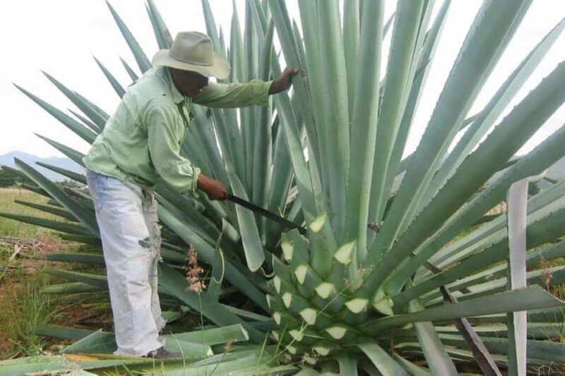-Acapulco: Mezcal Factory Tasting Learning Experience - An In-Depth Look at the Acapulco Mezcal Experience