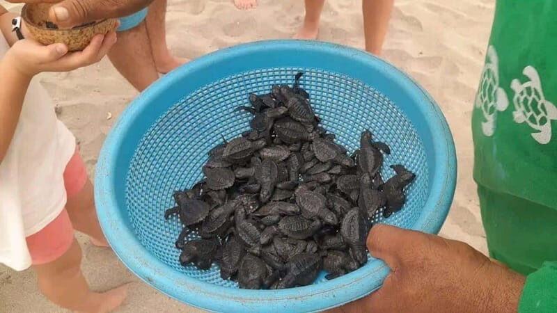 Acapulco: Turtle Release Experience - A Closer Look at the Turtle Release Experience