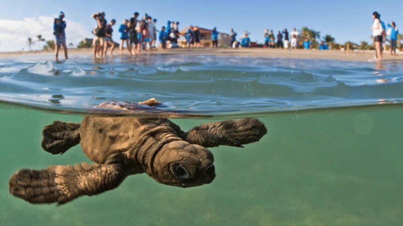 Acapulco: Turtle Release Experience - Frequently Asked Questions