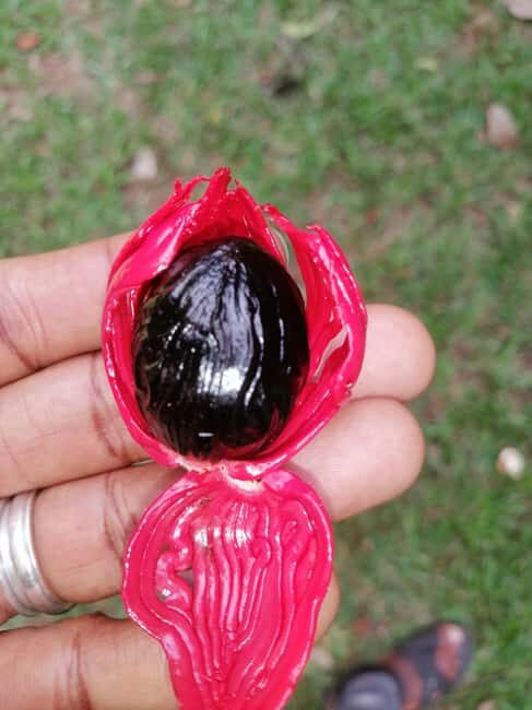 Accra: Aburi Botanical Gardens and Waterfalls Private Tour - The Sum Up: Who Will Love This Tour?