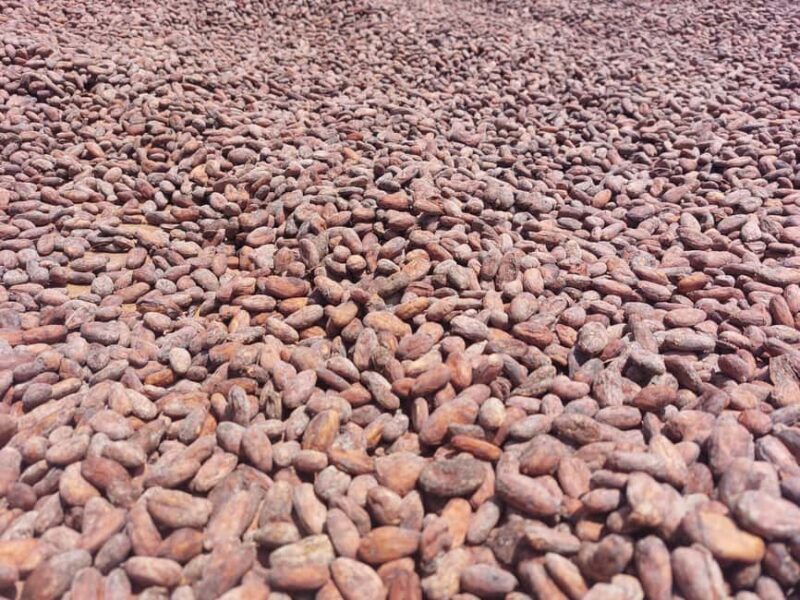 Accra: Cocoa Farm and Chocolate Factory Tour with Pickup - Key Points