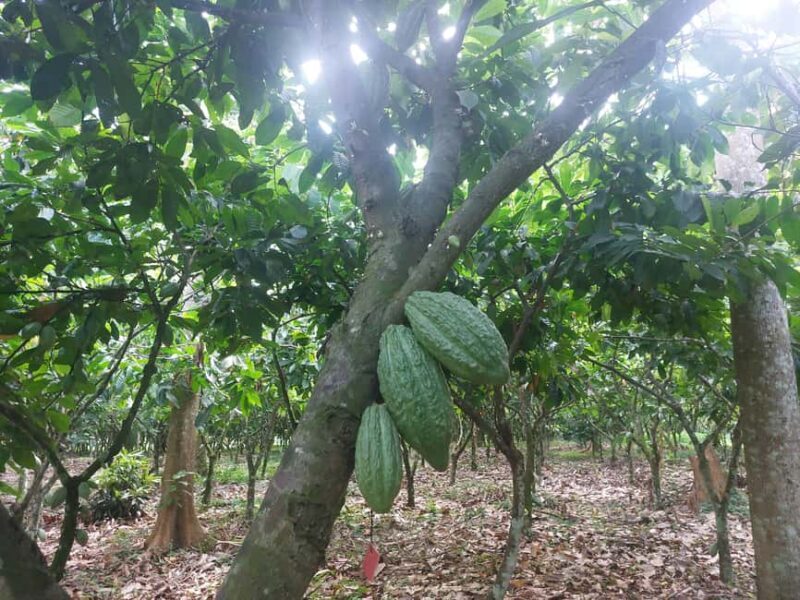 Accra: Cocoa Farm and Chocolate Factory Tour with Pickup - A Closer Look at the Tour Experience