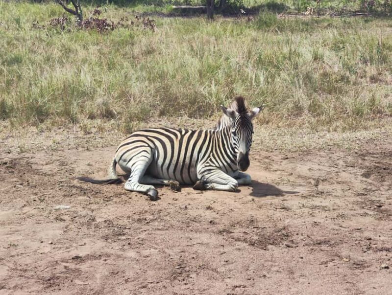 Accra: Half day private safari with pick up - Key Points