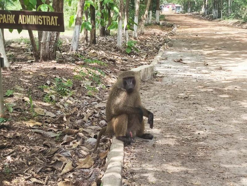 Accra: Safari and Boat Cruise Private Tour - Key Points