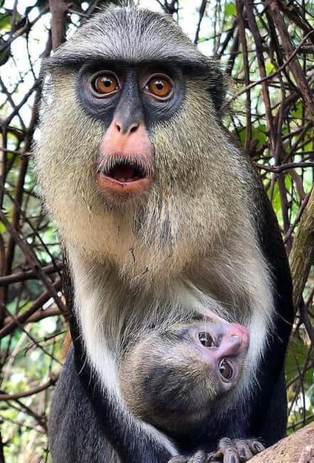 Accra: Wli falls & Mona Monkey Sanctuary - Analyzing the Value: Is It Worth It?