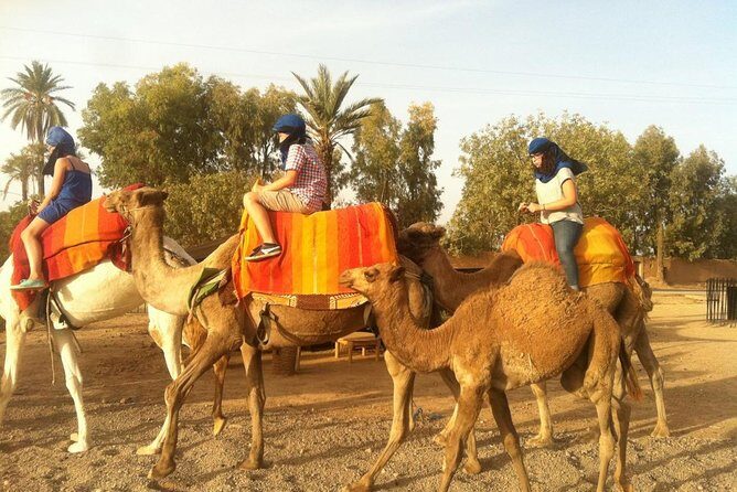 activities in Marrakech camel ride tour in palm grove - Practical Details and Tips