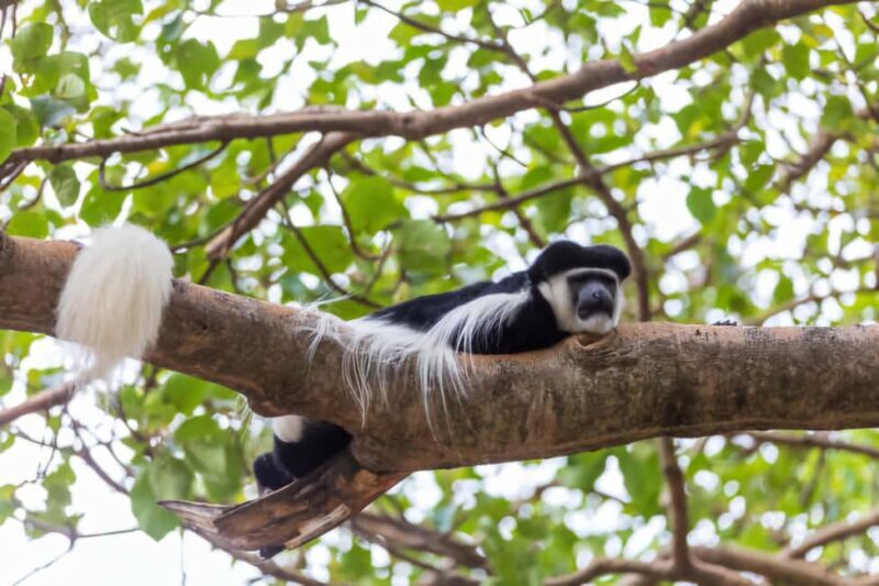 Addis Ababa: 2-Day Awassa, Lake Ziway & Wondo Genet Tour - Key Points