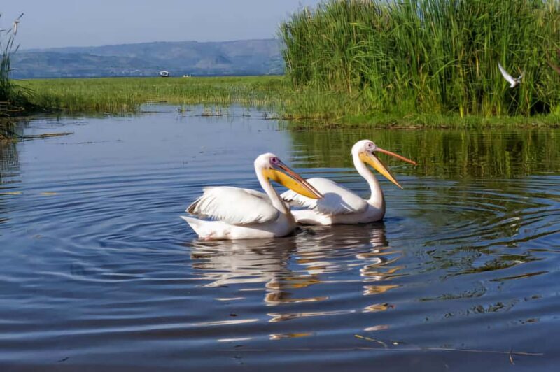 Addis Ababa: 2-Day Awassa, Lake Ziway & Wondo Genet Tour - Exploring Ethiopia’s Lakes and Landscapes in Two Days