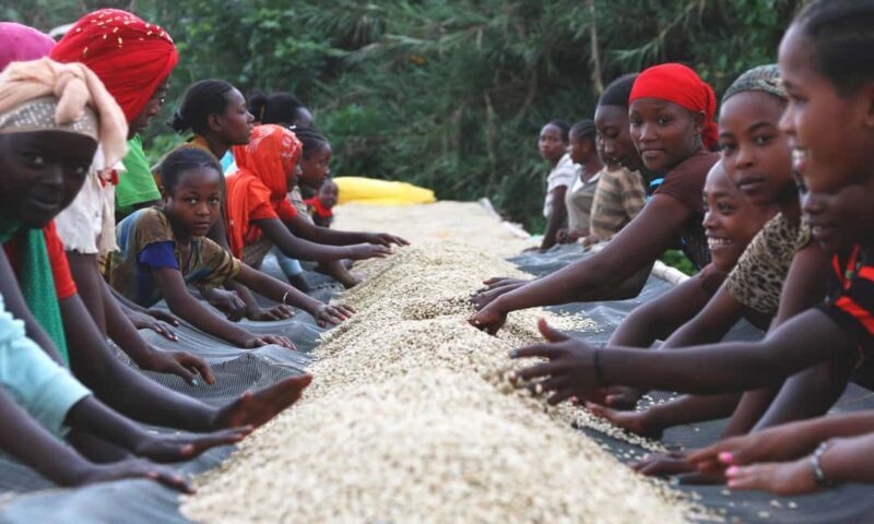 Addis Ababa: 4-Day Ethiopia Coffee Tour - Key Points