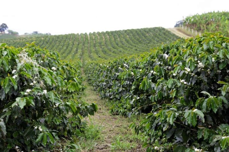 Addis Ababa: 4-Day Ethiopia Coffee Tour - A Deep Dive into the 4-Day Ethiopia Coffee Tour