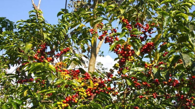 Addis Ababa: 4-Day Ethiopia Coffee Tour - The Sum Up: Is This Tour Right for You?