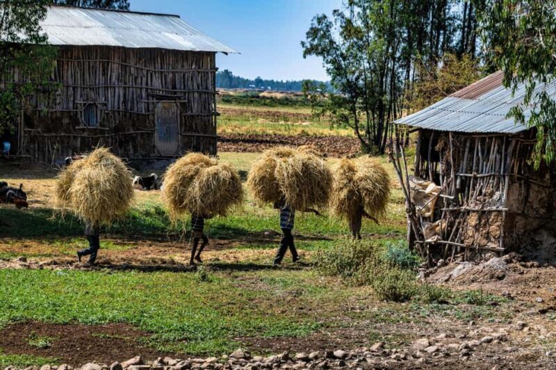 Addis Ababa Day Trip to Debre Libanos - An Introduction to the Tour Experience