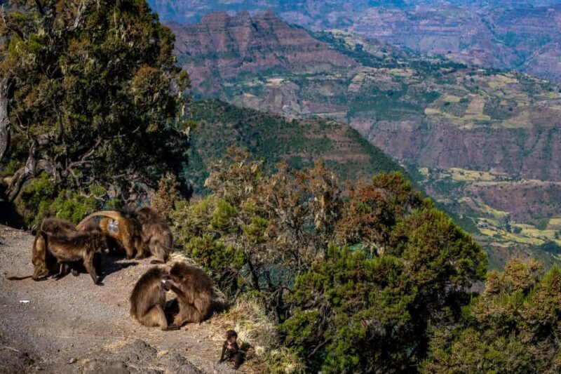 Addis Ababa Day Trip to Debre Libanos - What Sets This Tour Apart and What to Expect