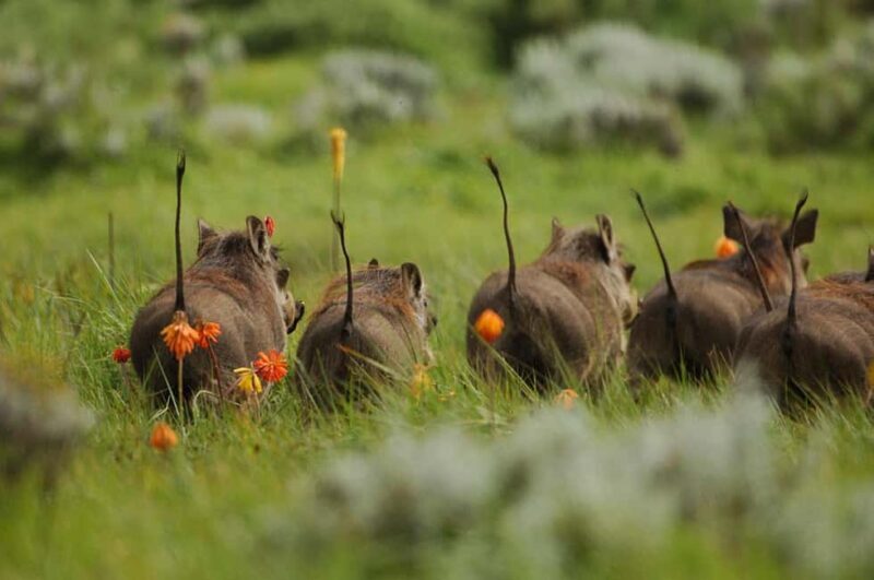 Addis Ababa: Harar, Bale Mountains, and Awash 8-Day Tour - FAQs