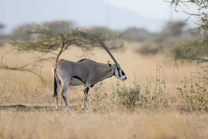 Addis Ababa: Harar, Bale Mountains, and Awash 8-Day Tour - Final Thoughts