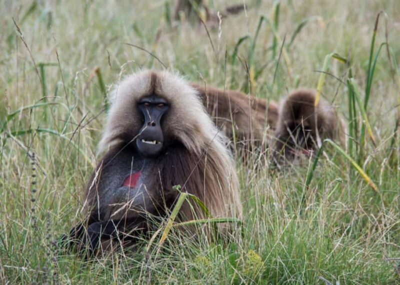 Addis Ababa: Simien Mountains Trekking Tour with Flights - Key Points