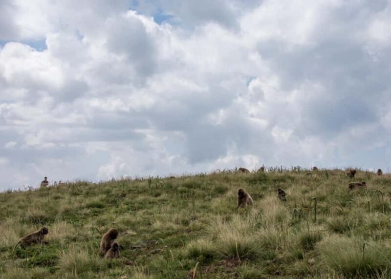Addis Ababa: Simien Mountains Trekking Tour with Flights - An Introduction to the Tour Experience