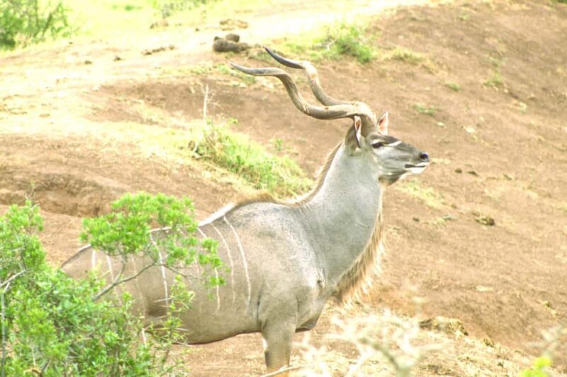Addo big 5 tour - Key Points