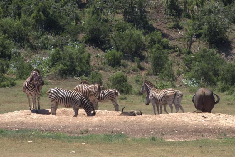 Addo big 5 tour - The Overview of the Addo Big 5 Tour