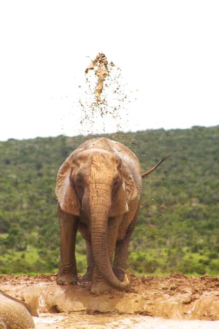 Addo big 5 tour - Transportation and Comfort