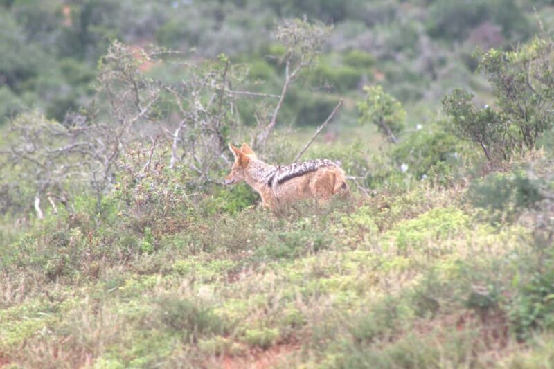 Addo big 5 tour - What Past Travelers Say