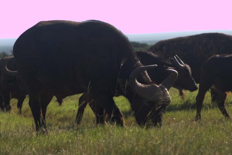 addo big five tour - An Honest Look at the Addo Big Five Tour