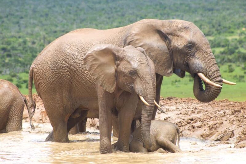 addo big five tour - Additional Considerations