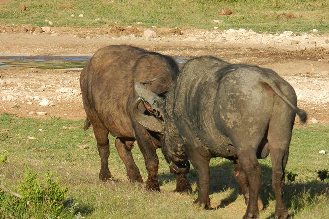 Addo Elephant 5 hour Morning Safari. - Frequently Asked Questions