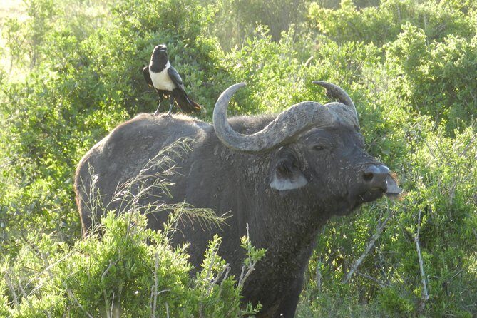 Addo Elephant 5 hour Morning Safari. - Final Thoughts