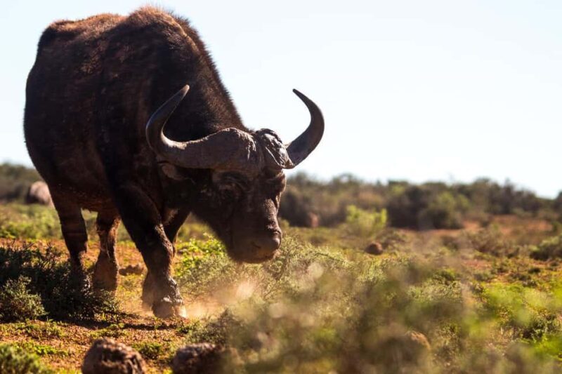 Addo Elephant Full Day Safari / Shore Excursions - Key Points