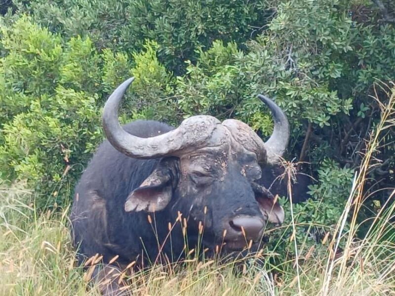 Addo Elephant Full Day Safari / Shore Excursions - A Practical Overview of the Tour