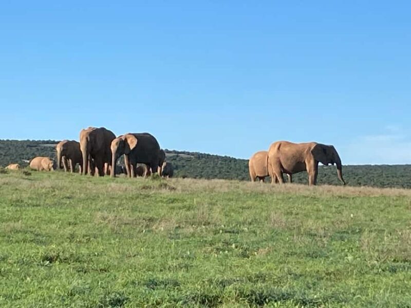 Addo Elephant Full Day Safari / Shore Excursions - The Pros and Cons: A Balanced View
