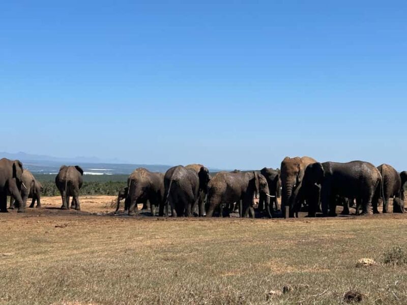 Addo Elephant Full Day Safari / Shore Excursions - Who Should Consider This Tour?