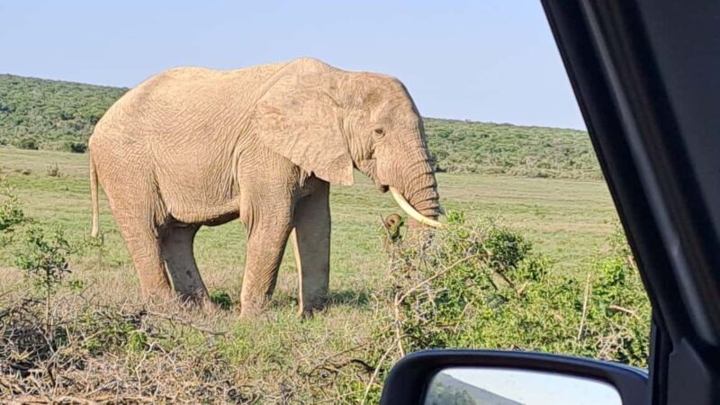 Addo Elephant Full Day Safari / Shore Excursions - Frequently Asked Questions