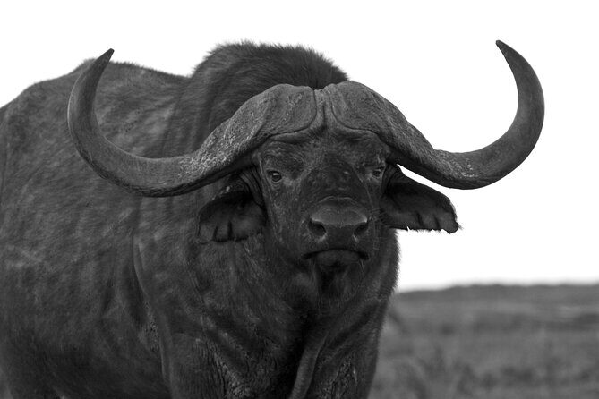 Addo Elephant Full Day Safari with a Traditional South African Braai (BBQ) Lunch - FAQs