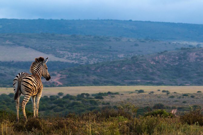 Addo Elephant National Park All Inclusive Full-Day Safari - FAQs