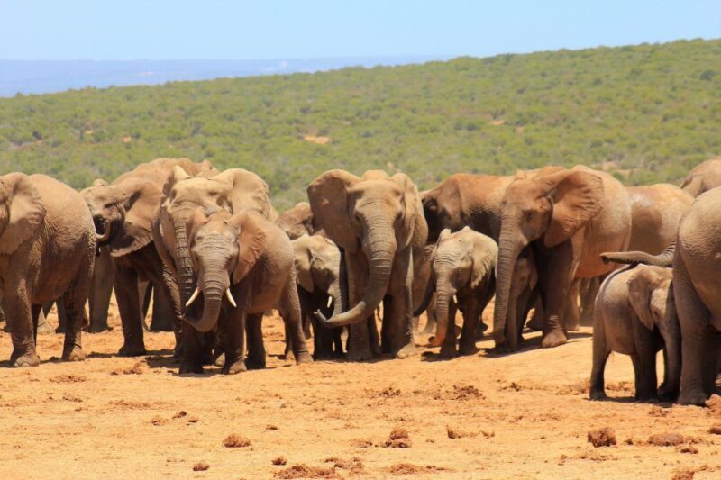 Addo Elephant National Park All Inclusive Full-Day Safari - Key Points